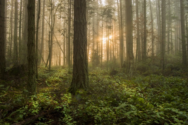 Experts en enginyeria forestal a Catalunya